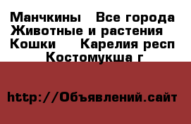 Манчкины - Все города Животные и растения » Кошки   . Карелия респ.,Костомукша г.